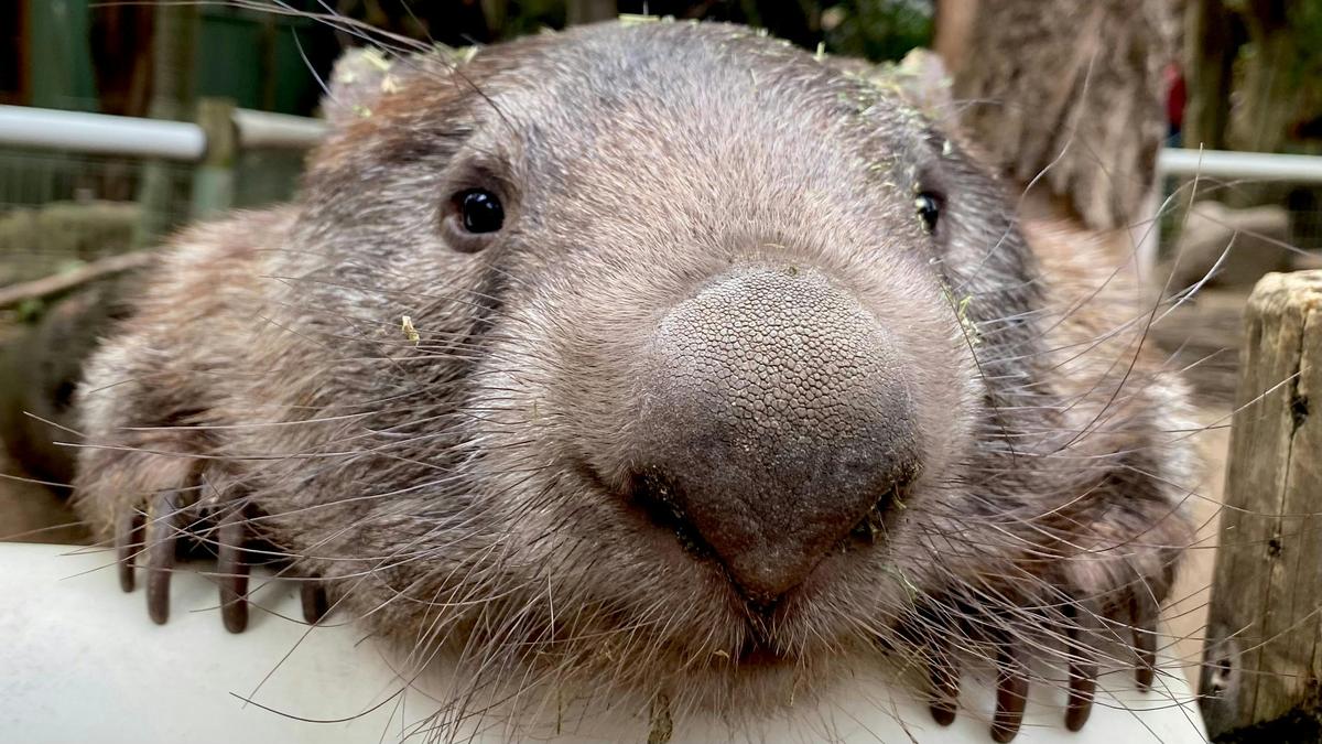 Wombat, Blue Mountains UNESCO National Park – Private Luxury Nature Tour from Sydney