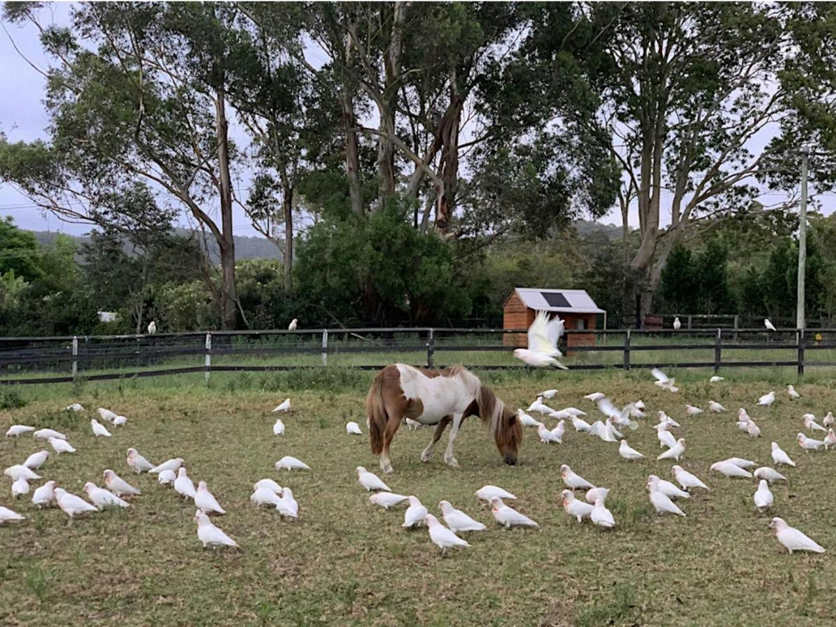 Birds in flight encircle a horse in the farm paddock