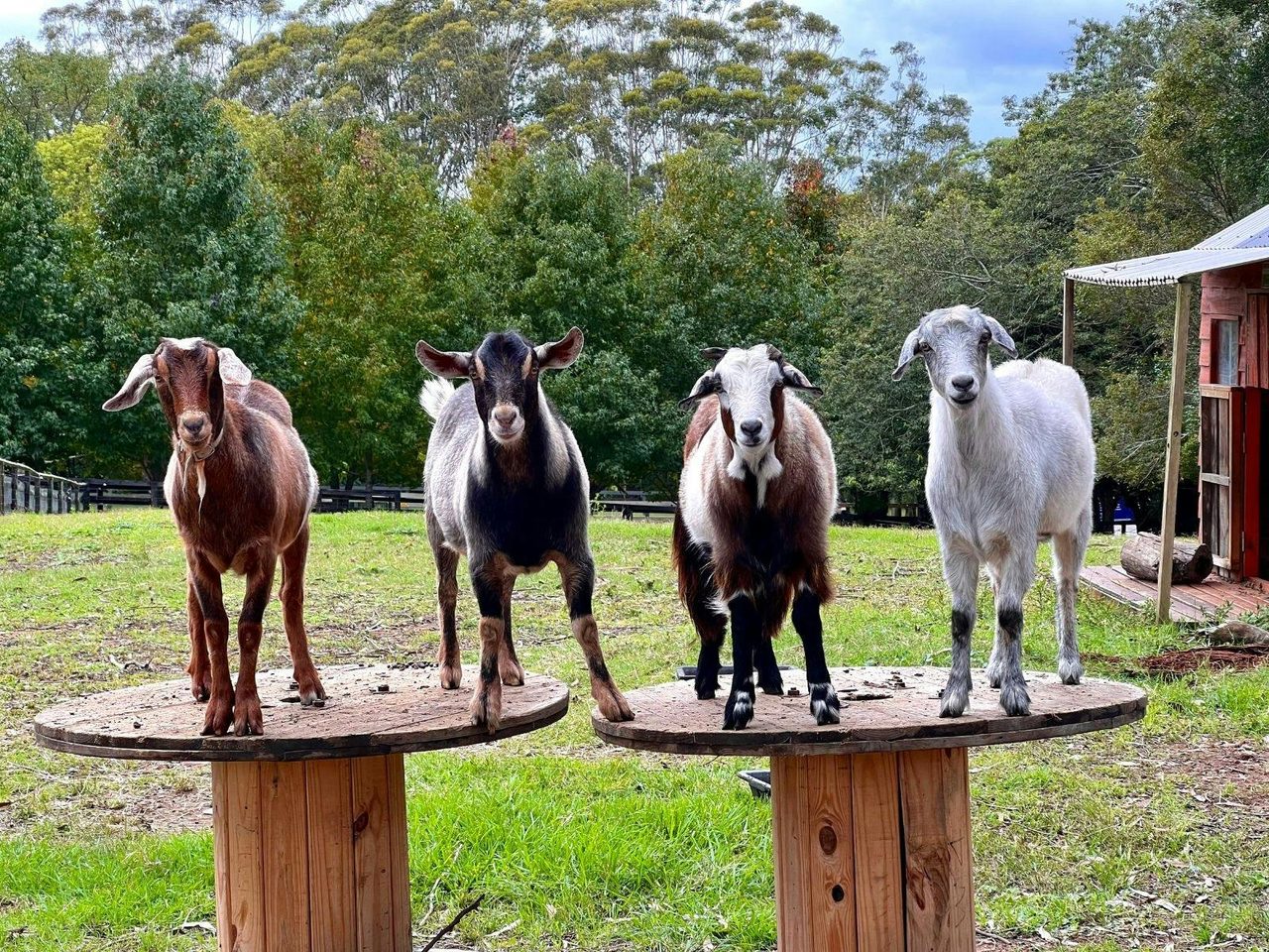 Playful goats balancing on wooden tables at the farm