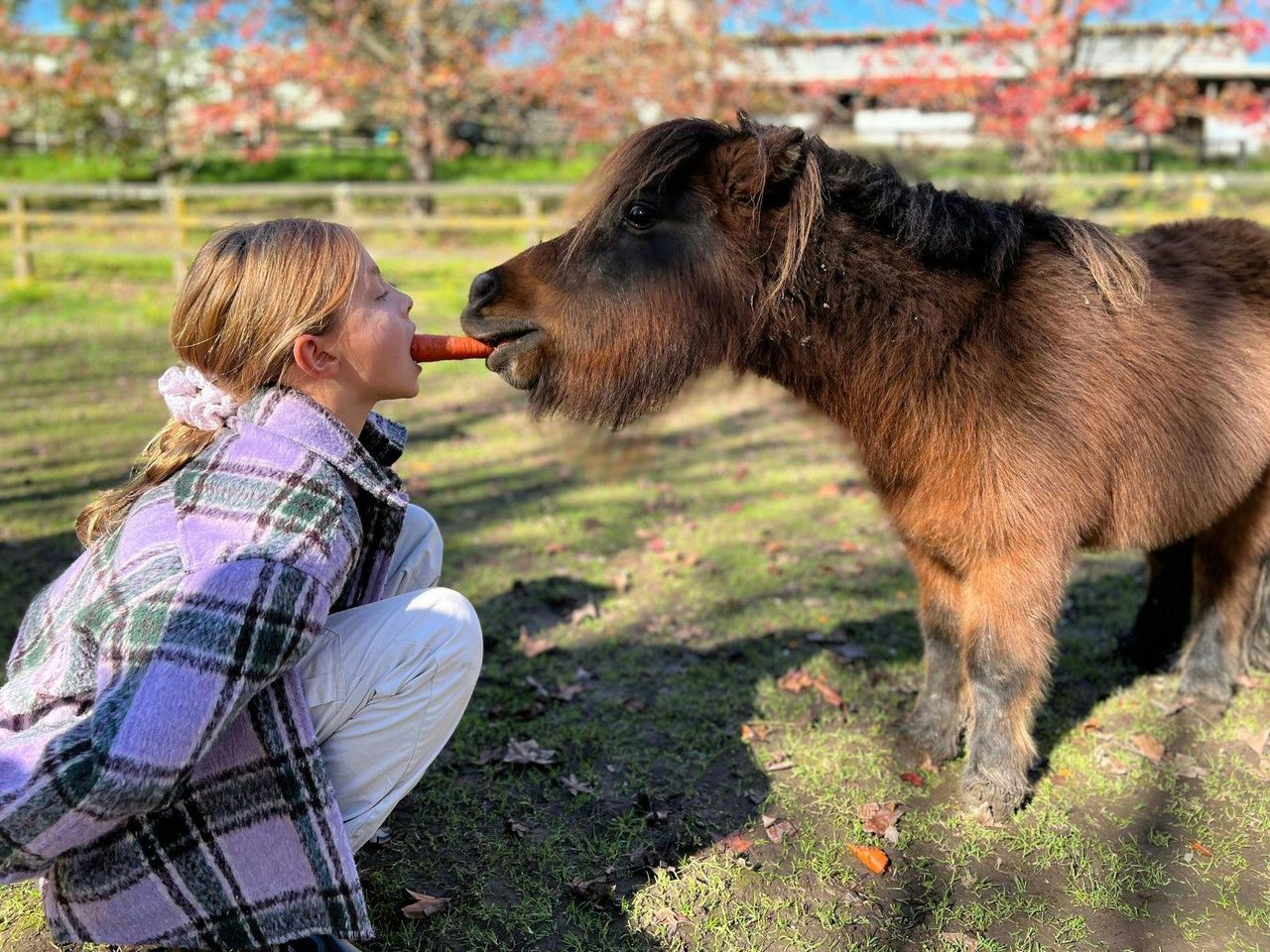 New friends — young girl and miniature horse bonding over a carrot