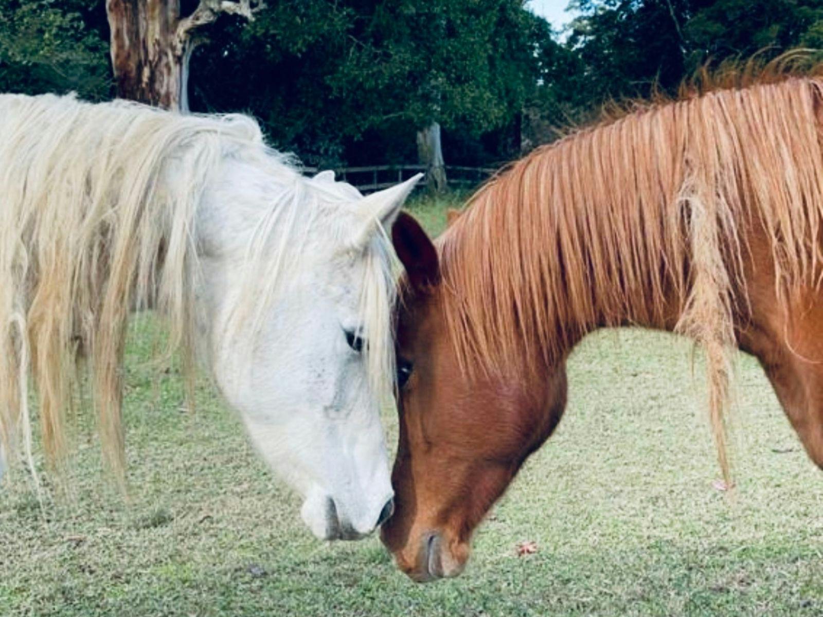 Two horse sharing a very special bond