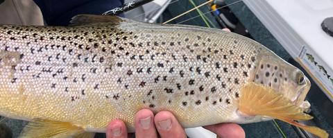 Get Troutfit with Mick