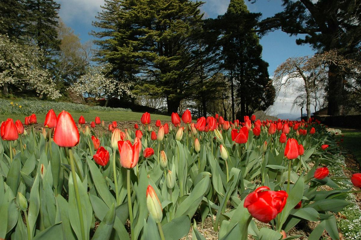 Tulips at Everglades - See Leura in Springtime