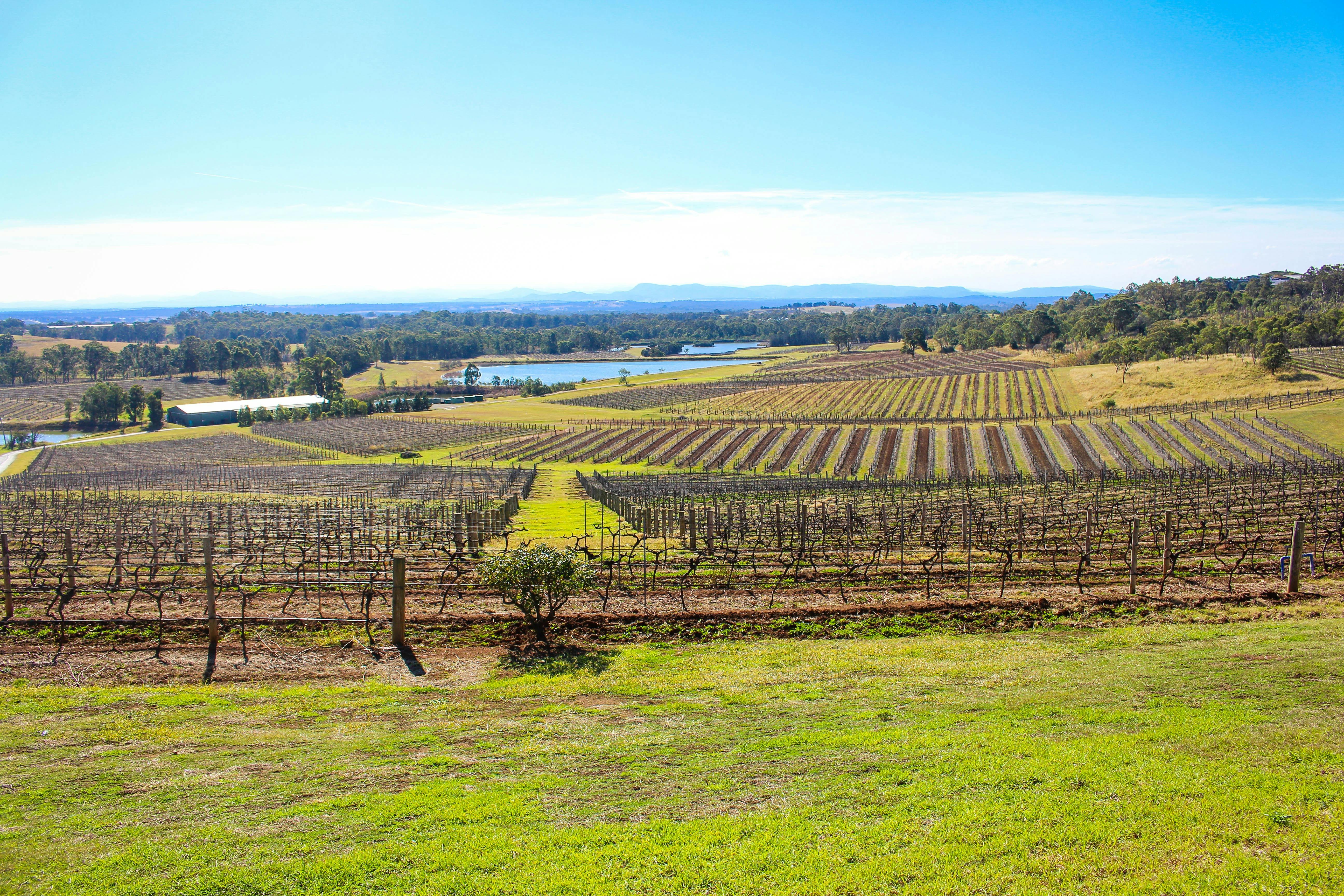 Hunter Valley Vineyards