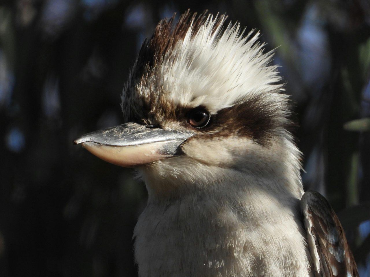 Kookaburra