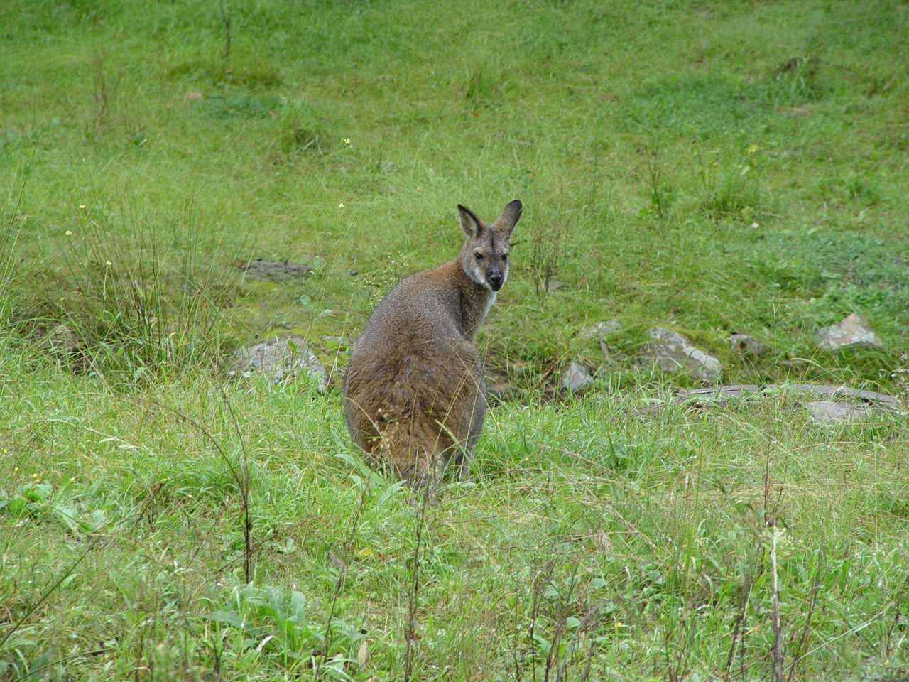 Rendezvous with wild kangaroo
