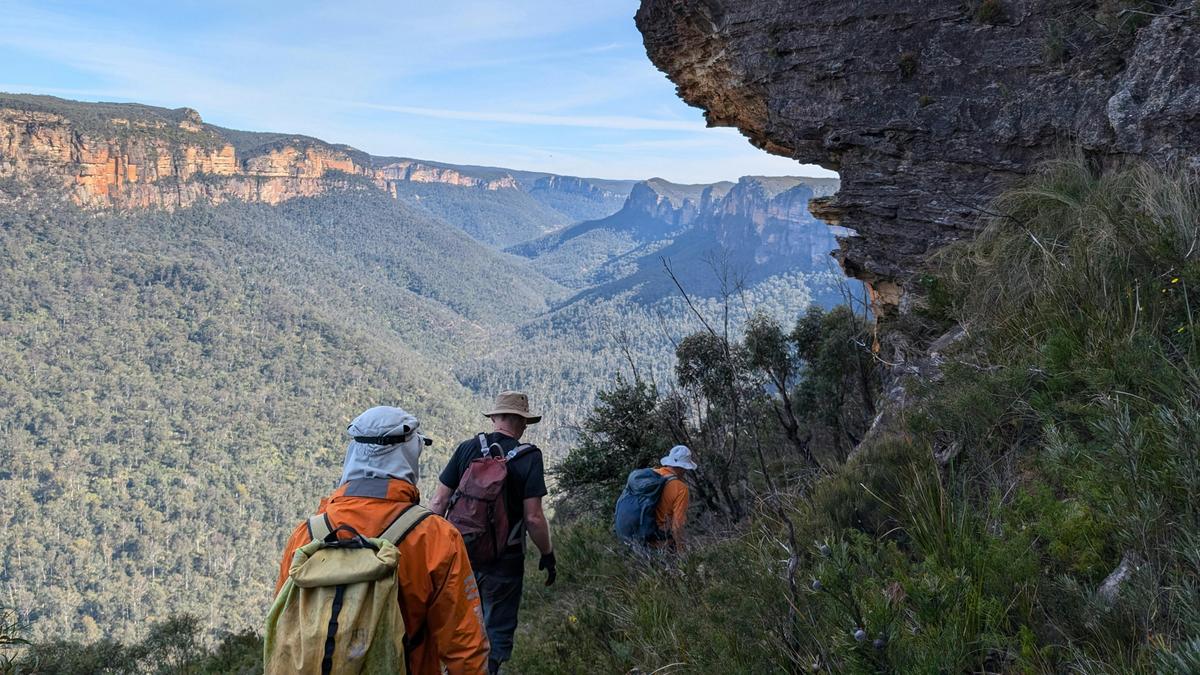 Grose Valley Views Walk