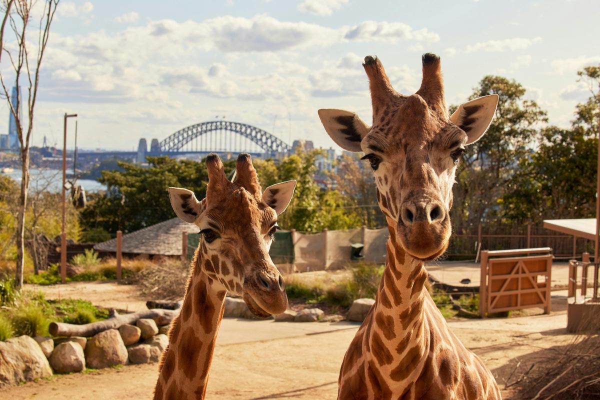Giraffes at Taronga Zoo with Harbour Bridge views