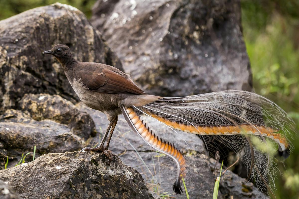 Blue Mountains - Australian Lyrebird