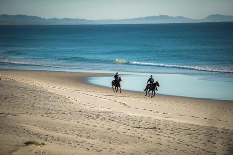 Horses on the beach
