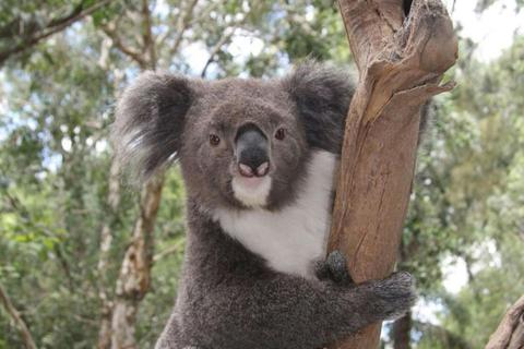 Koala