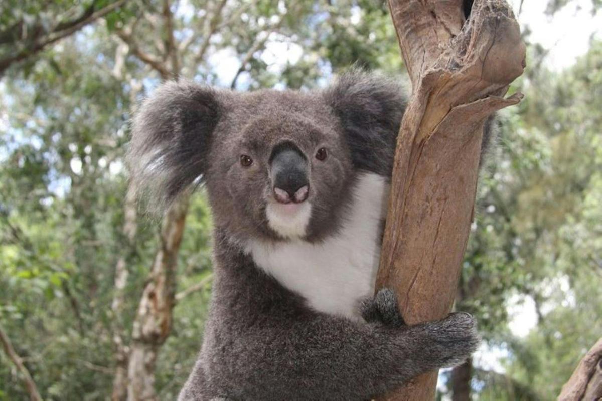 Koala