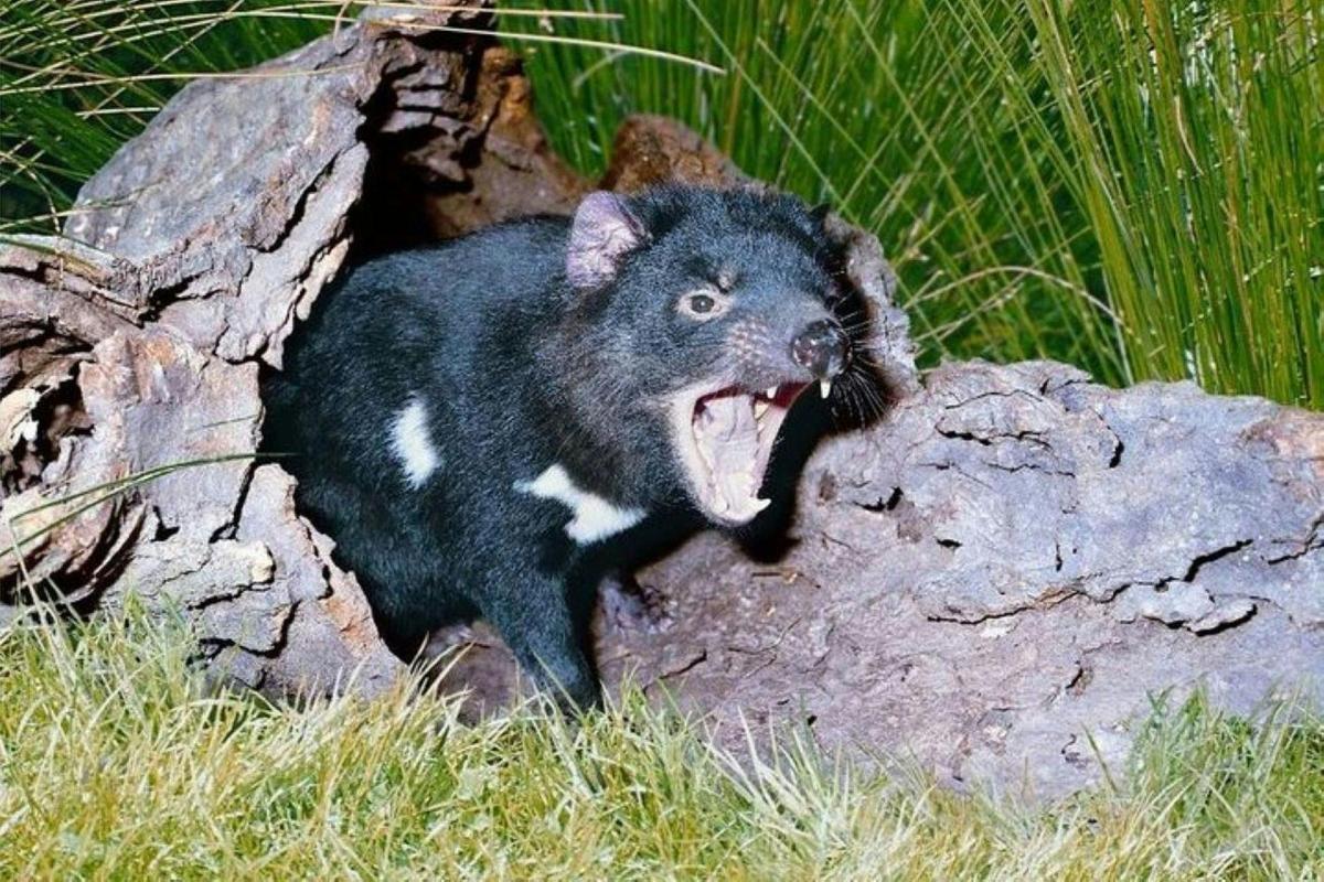 Tasmanian Devil