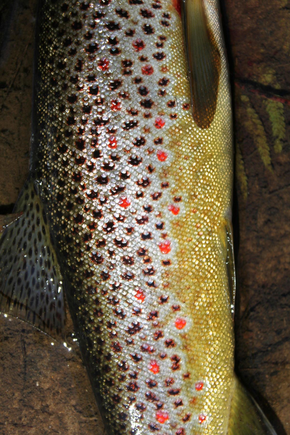 Brown Trout