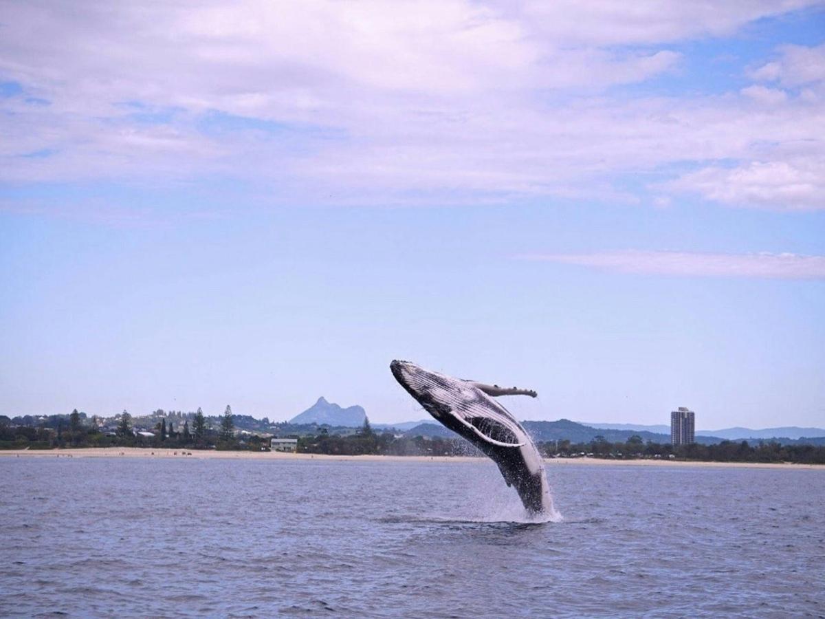 Whale & Mt Warning