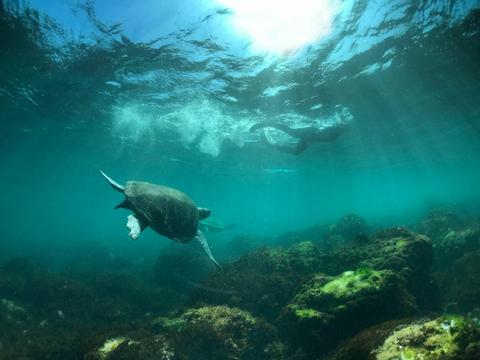 Snorkel With the Turtles @ Cook Island
