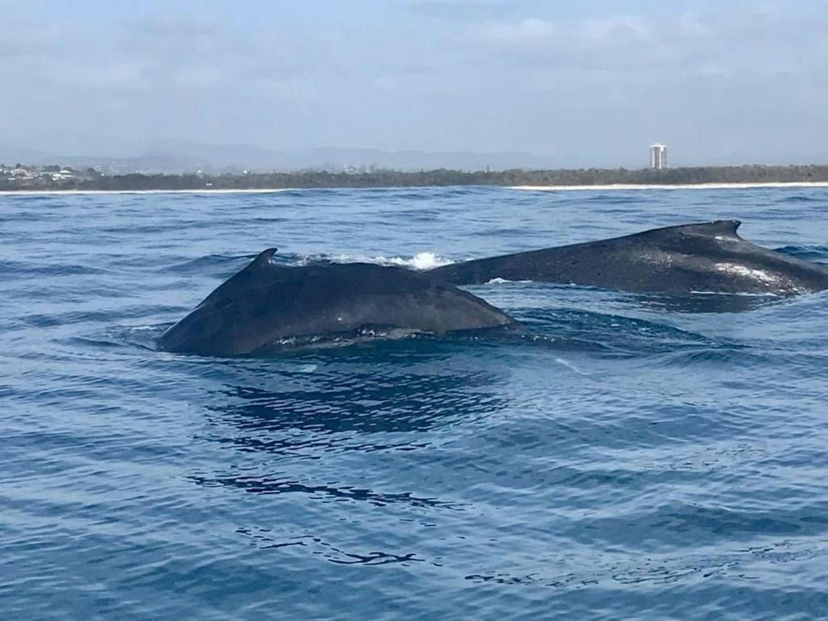 2 Whales