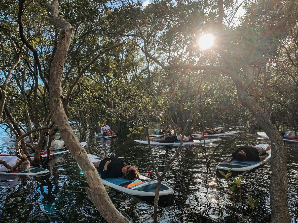 Mindfulness in Mangroves