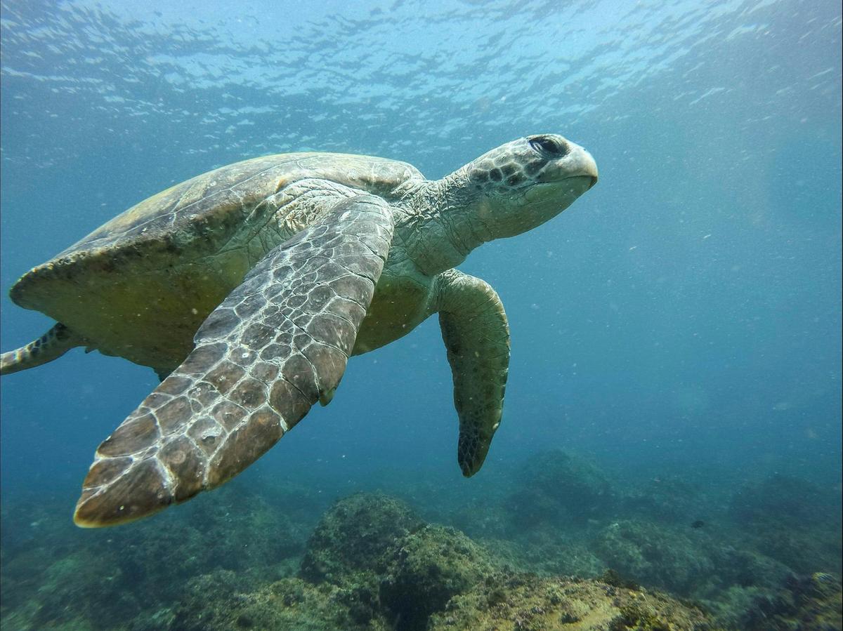 Green Turtle at Cook Island