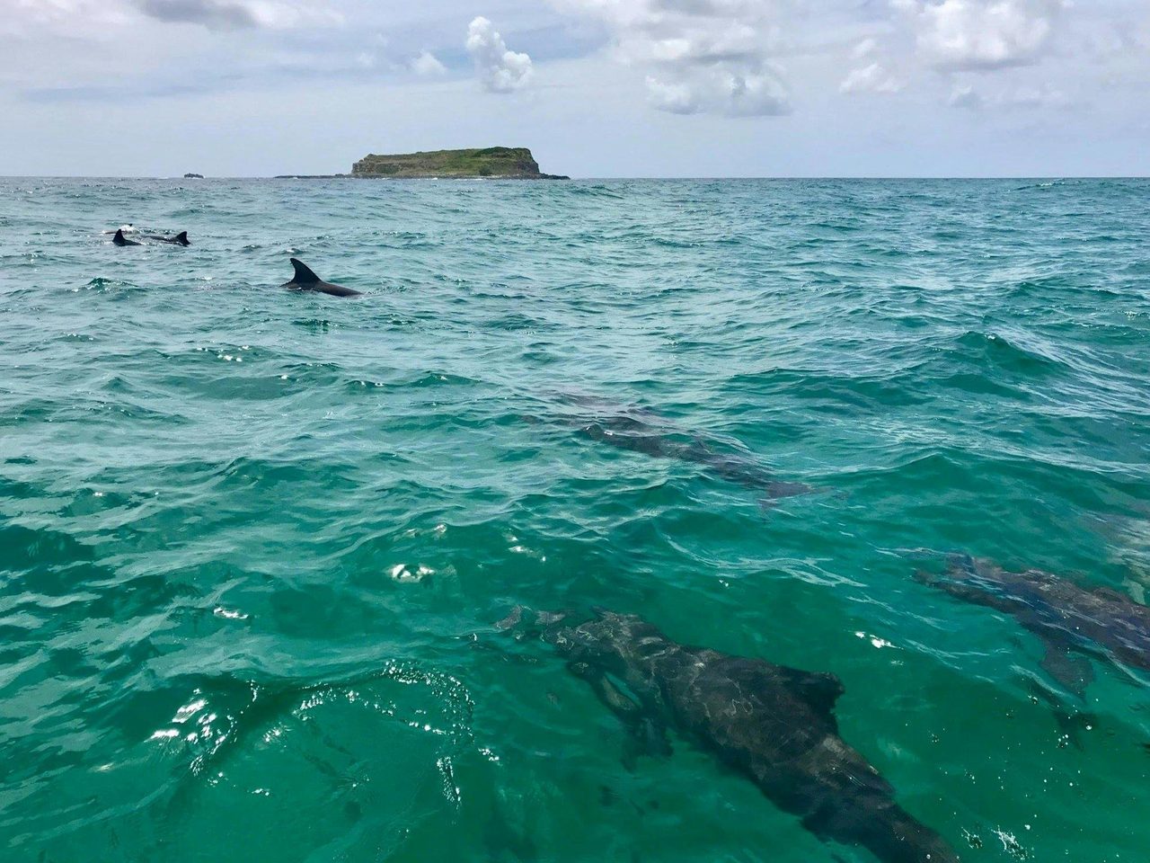 Dolphins @ Cook