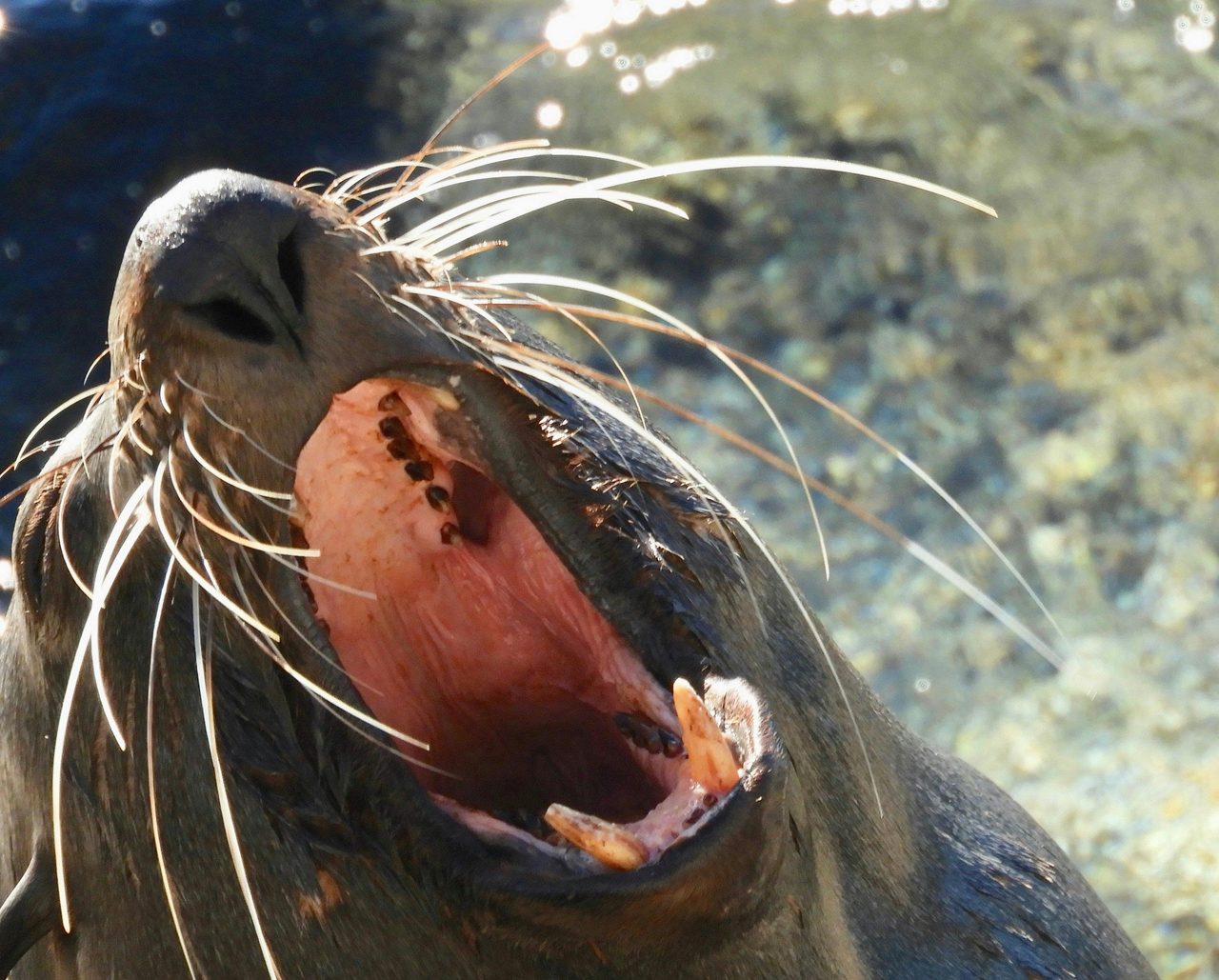 See Fur Seals up close