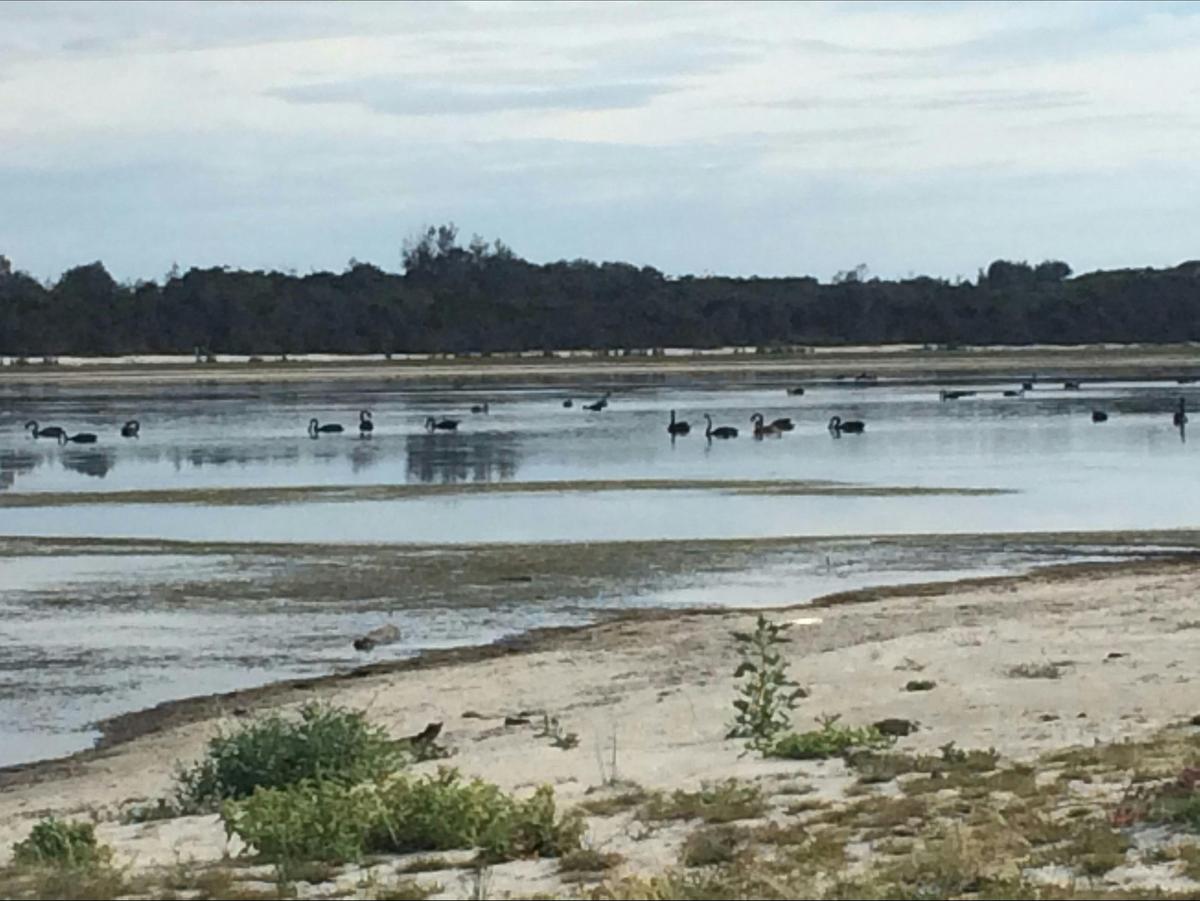Black Swans are native to this region
