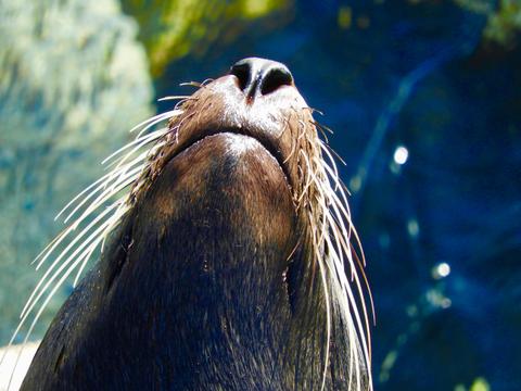 See a fur seal up close