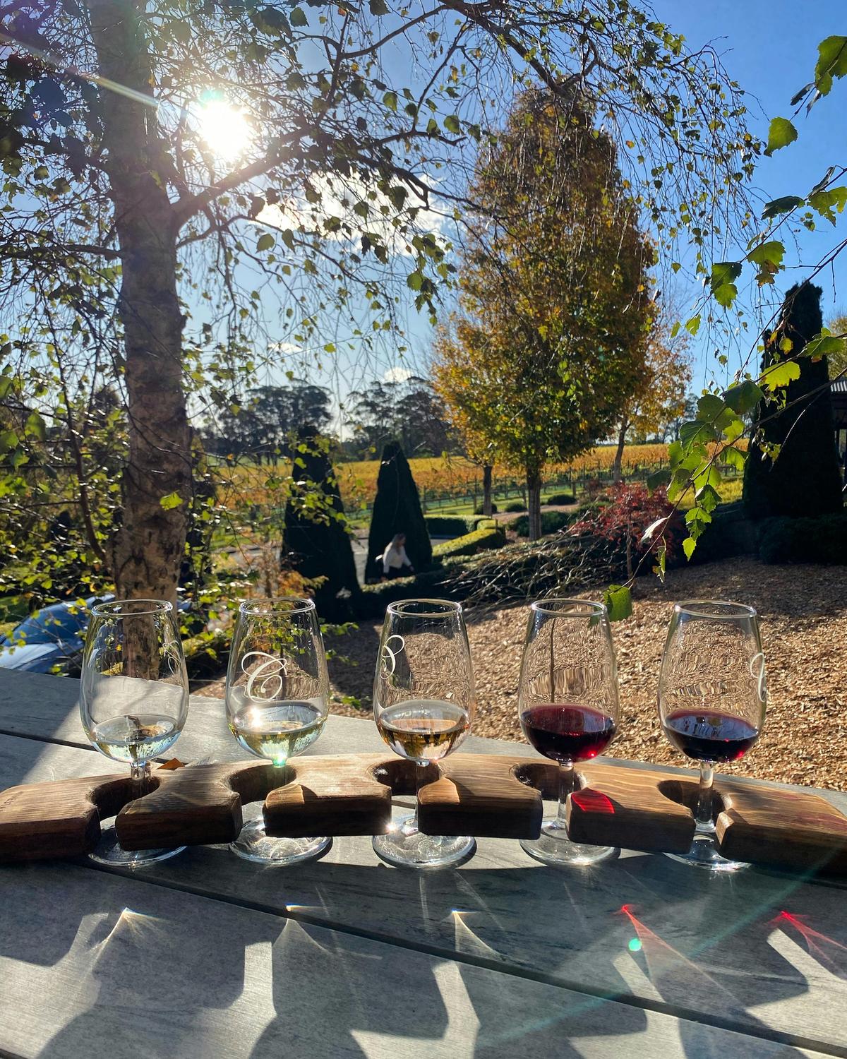 Wine Paddle looking over the Autumn Vines