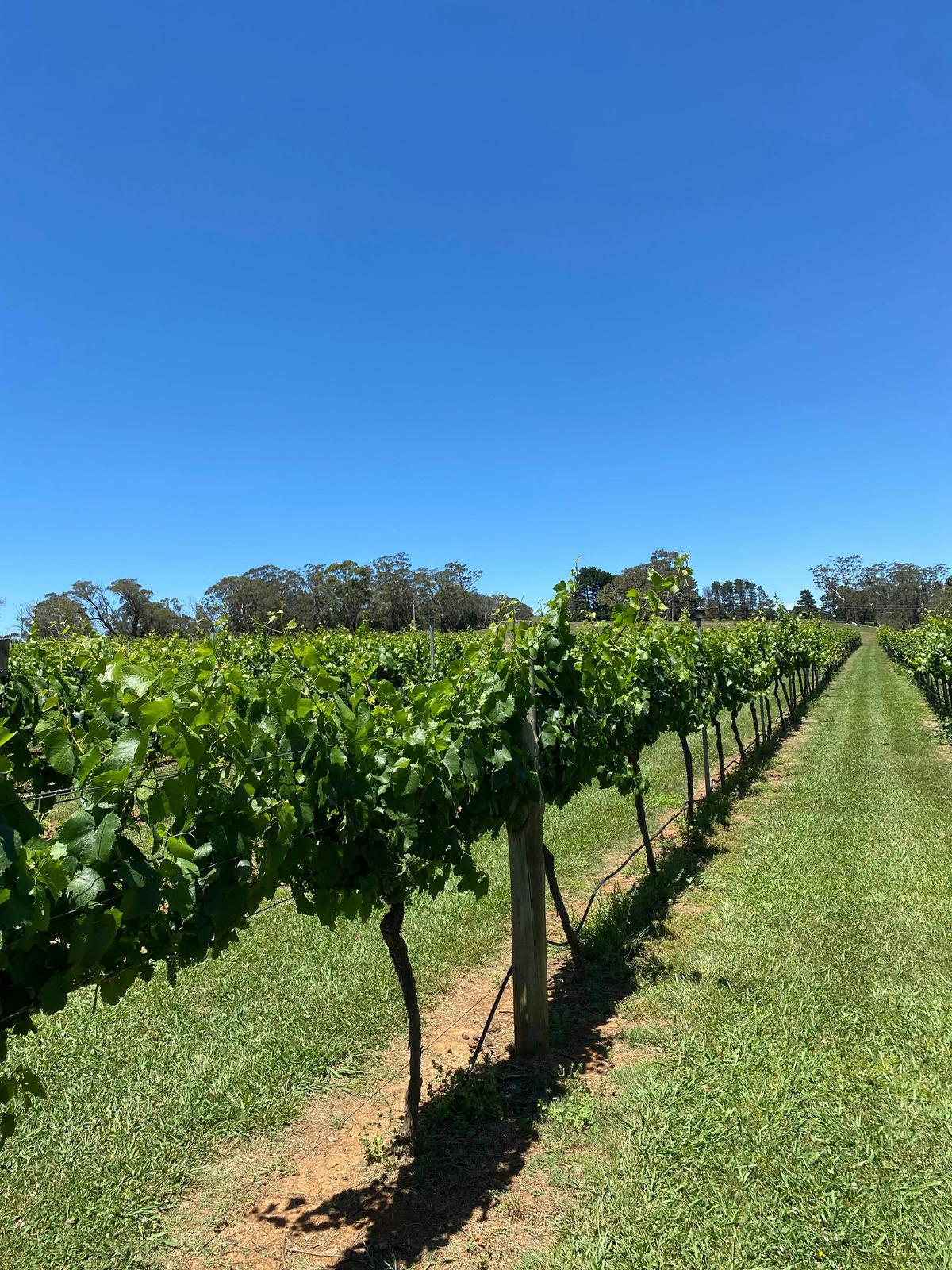 Spring time in the Vineyard - Bendooley Estate, Berrima