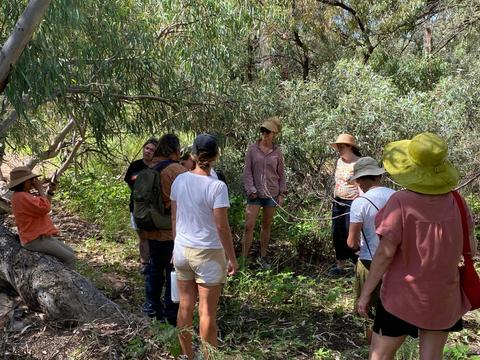 Wontanella wondering