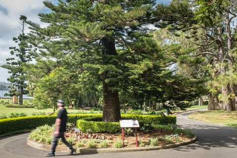 Royal Botanic Garden Wishing Tree