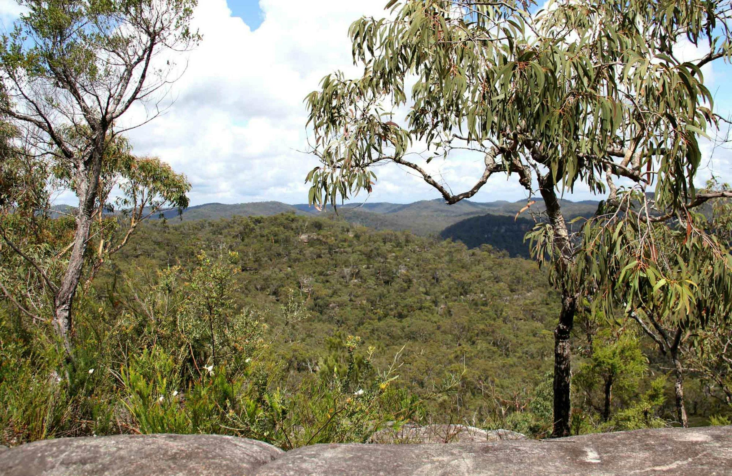 248 Track, Popran National Park. Photo: John Yurasek