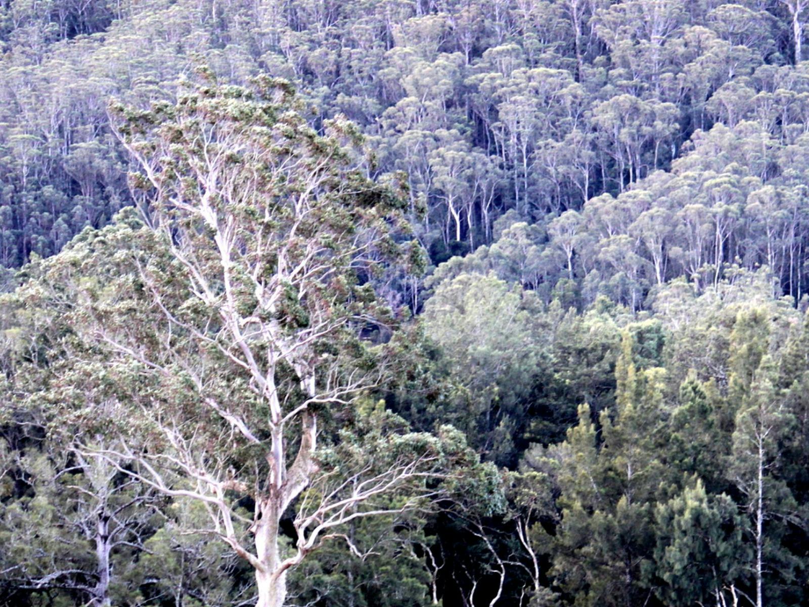 Belanglo State Forest 2