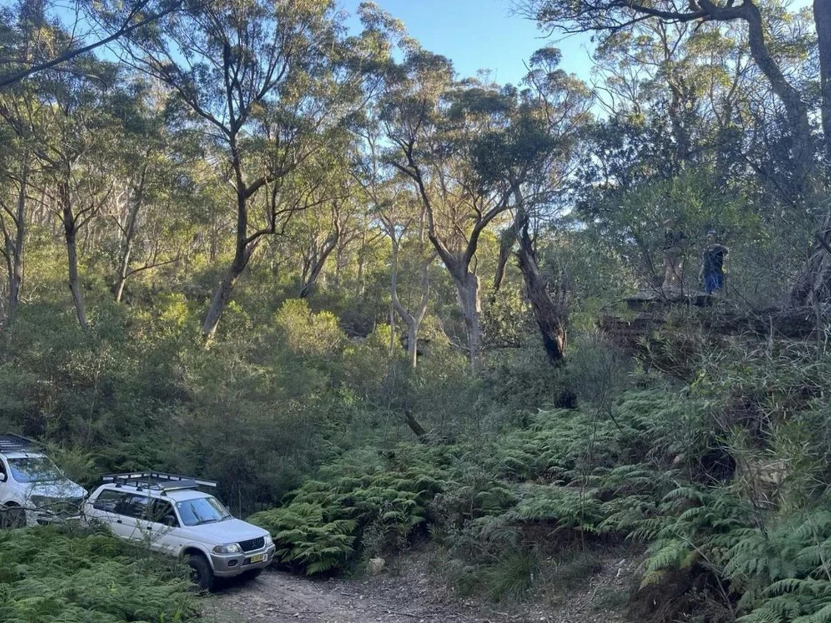 Belanglo State Forest 3