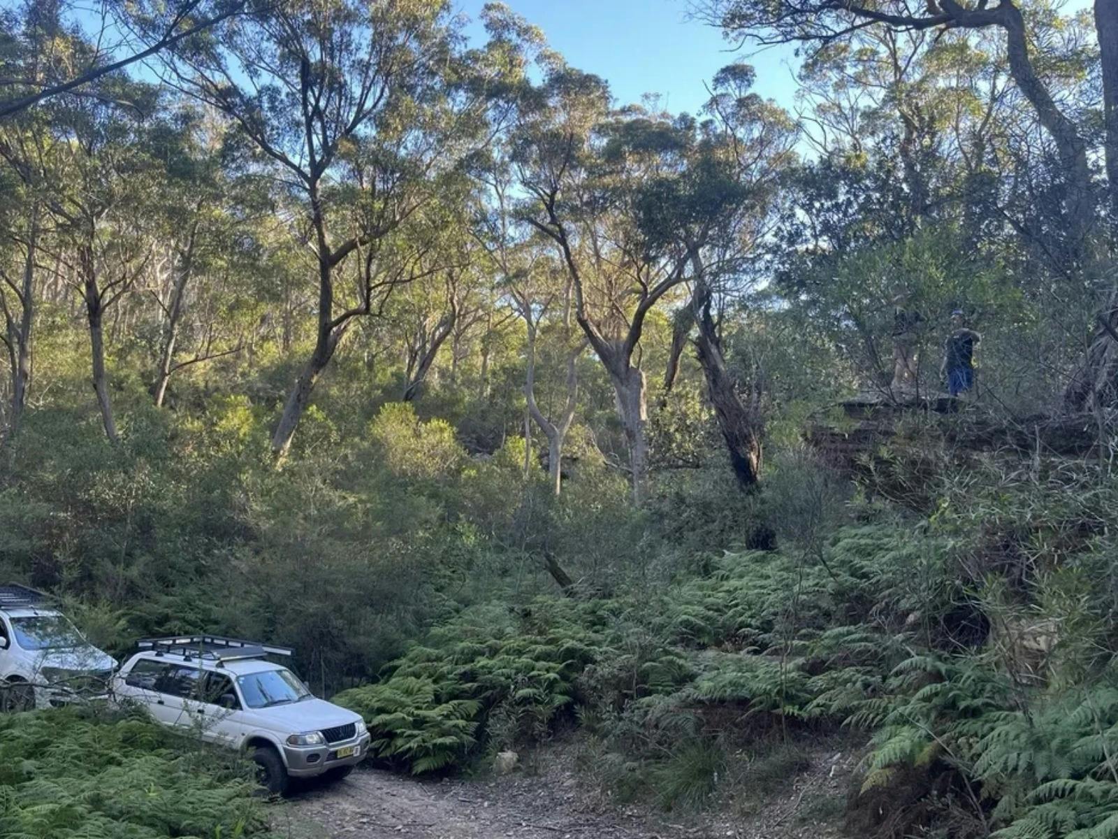 Belanglo State Forest 3