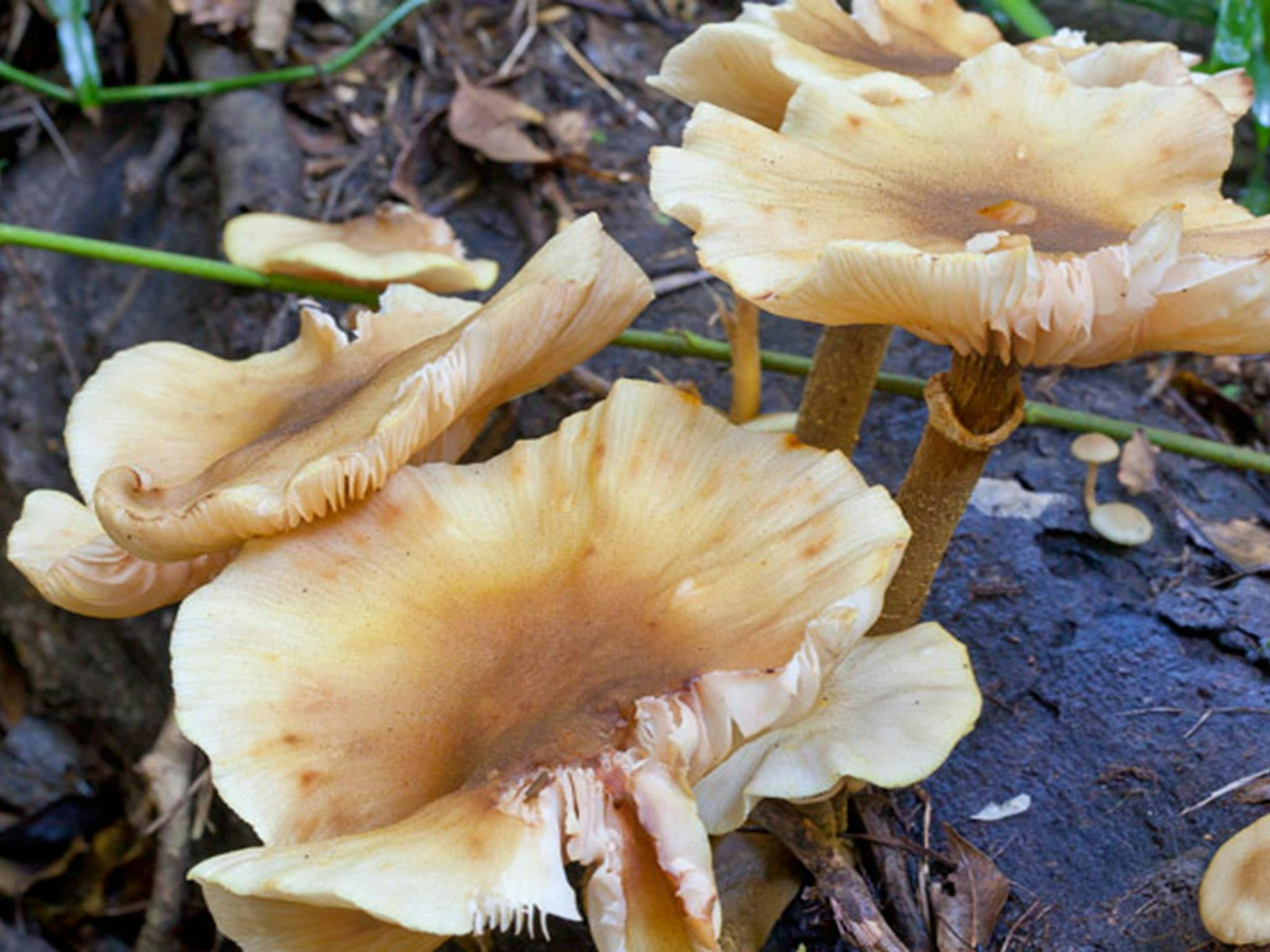 Coramba Nature Reserve. Photo: Robert Cleary &copy; DPIE