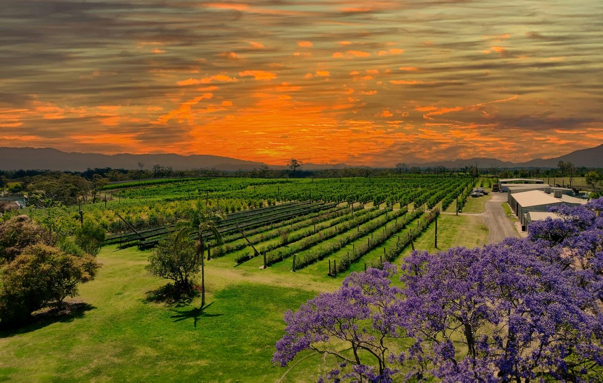 ORCHARD SUNSET