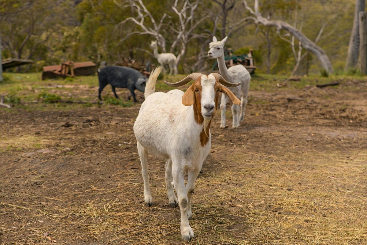FARM ANIMALS