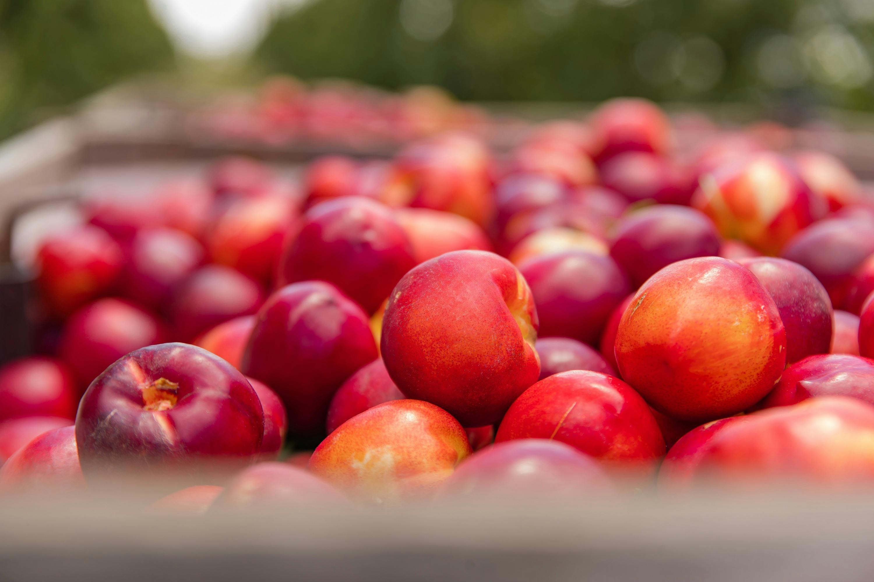 NECTARINE HARVEST