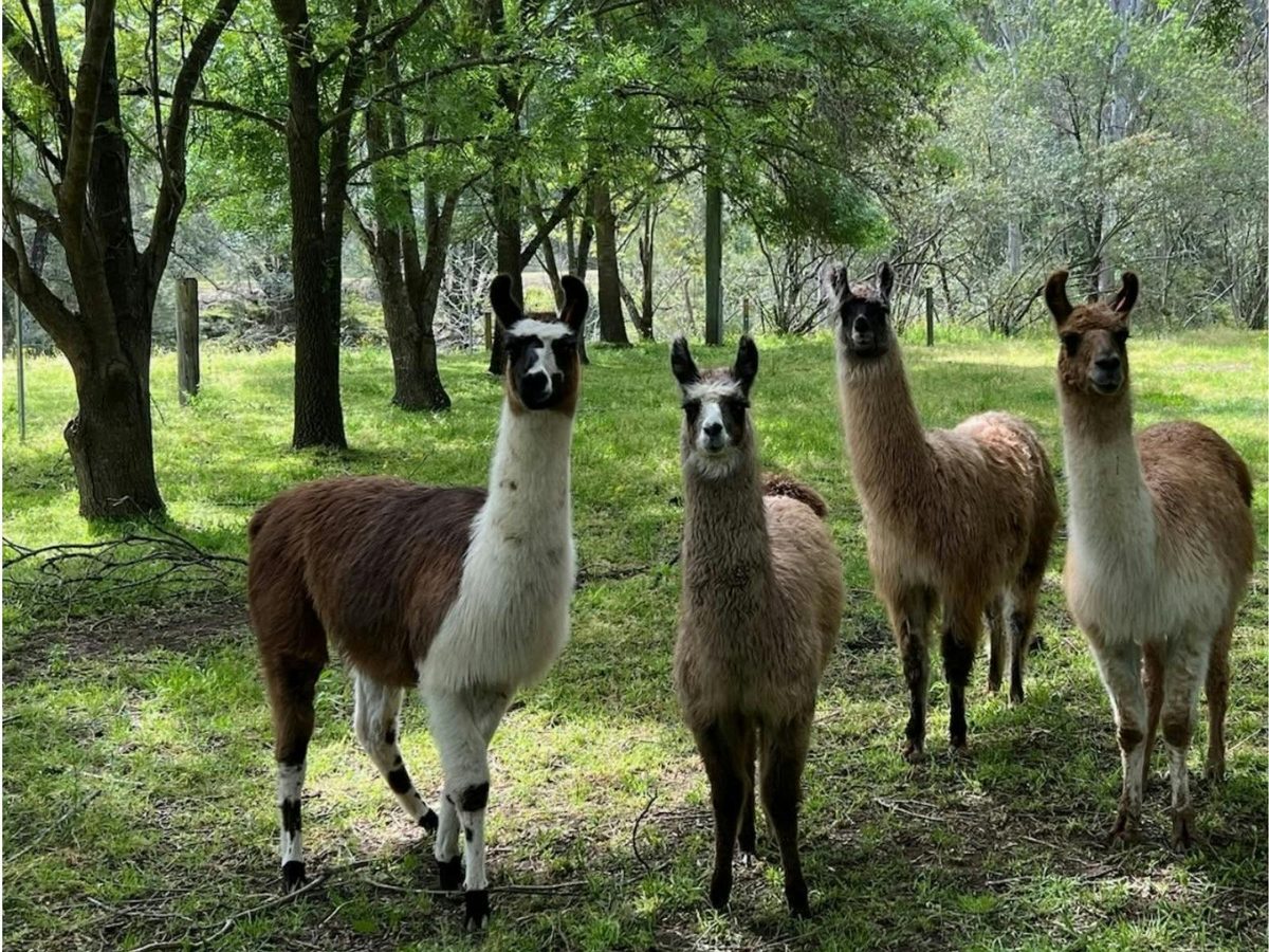 Llamas