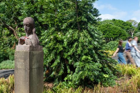 Royal Botanic Garden Wollemi Tree