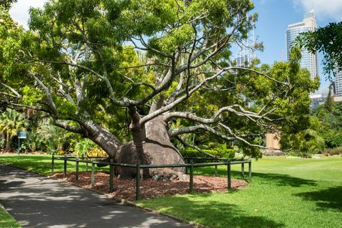 Royal Botanic Garden Bottle Tree