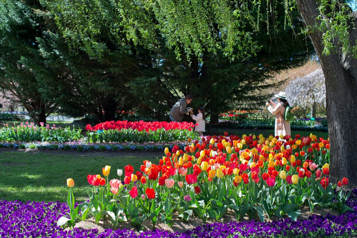 Tulip Top Gardens
