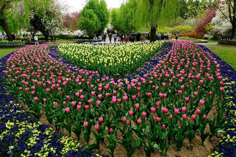 Tulip Top Gardens