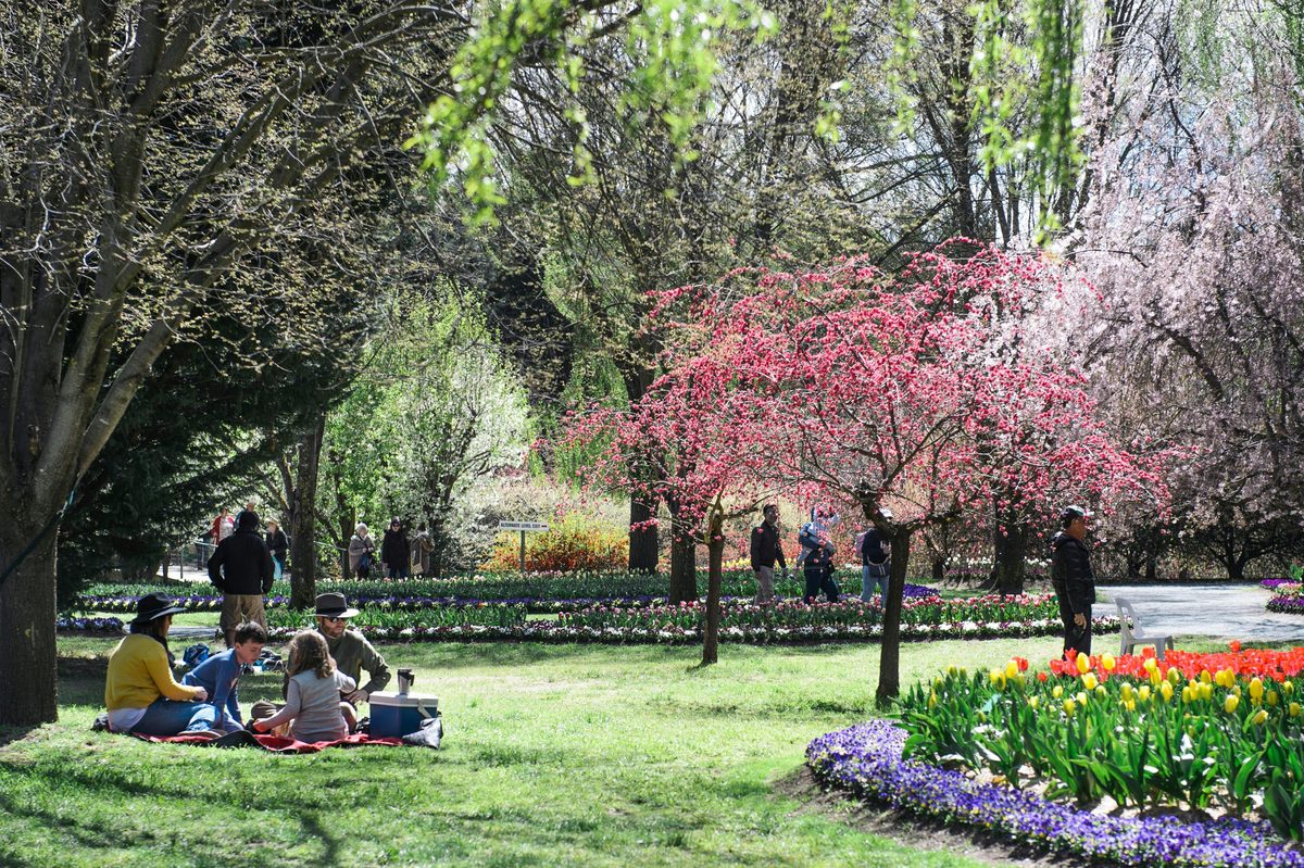Tulip Top Gardens