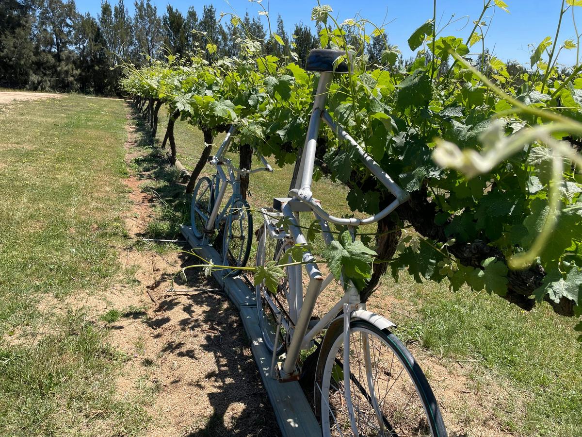 A quiet moment among the vines at Grove Estate, Hilltops Region.