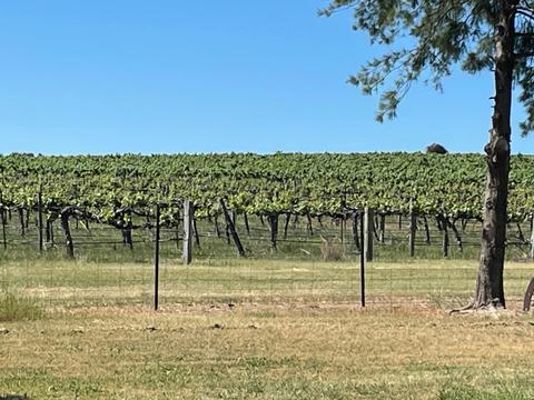 Rows of promise in the Hilltops Region — bold reds, gentle breezes, and orchard charm.