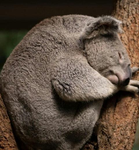 Koala Experience at Byron Bay Wildlife Sanctuary