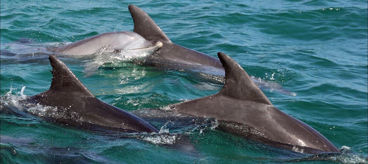 Bottlenose Dolphins Herding