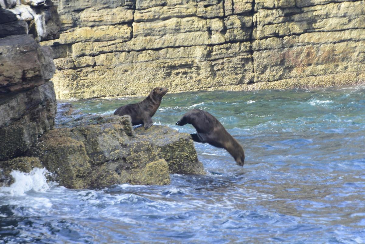 Drum & Drumsticks Seals